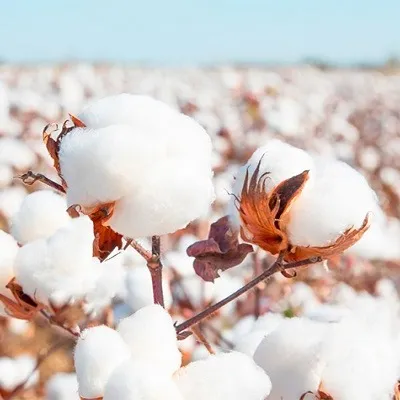 Raw Cotton